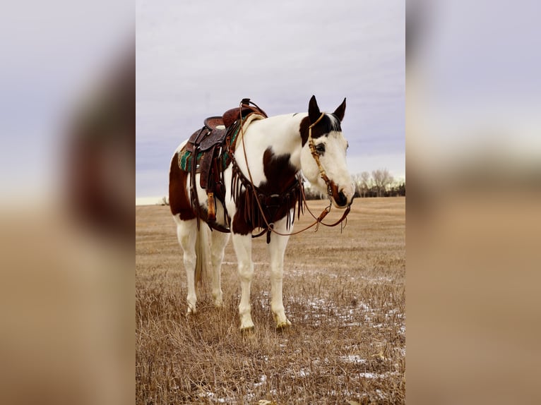 Paint Horse Caballo castrado 10 años 152 cm in Corsica, SD