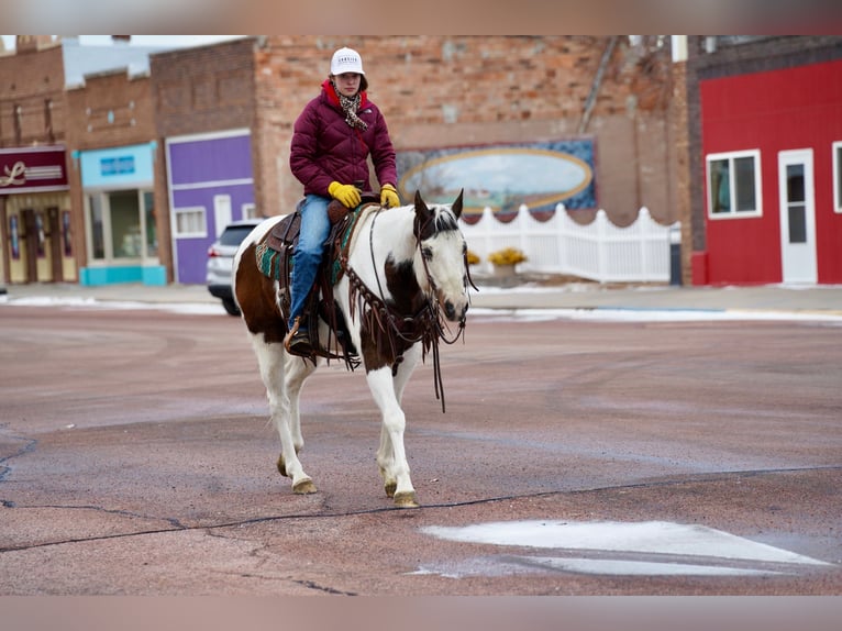 Paint Horse Caballo castrado 10 años 152 cm in Corsica, SD