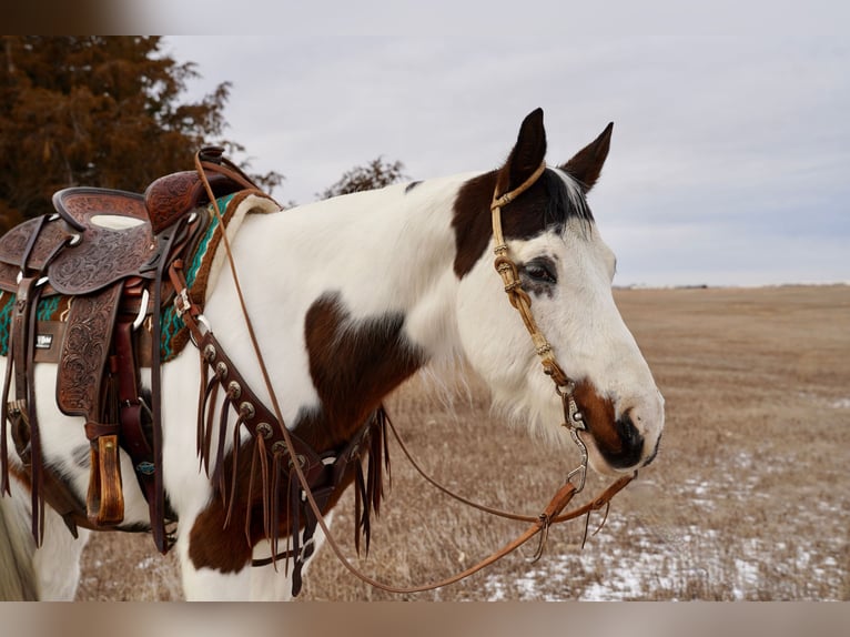 Paint Horse Caballo castrado 10 años 152 cm in Corsica, SD