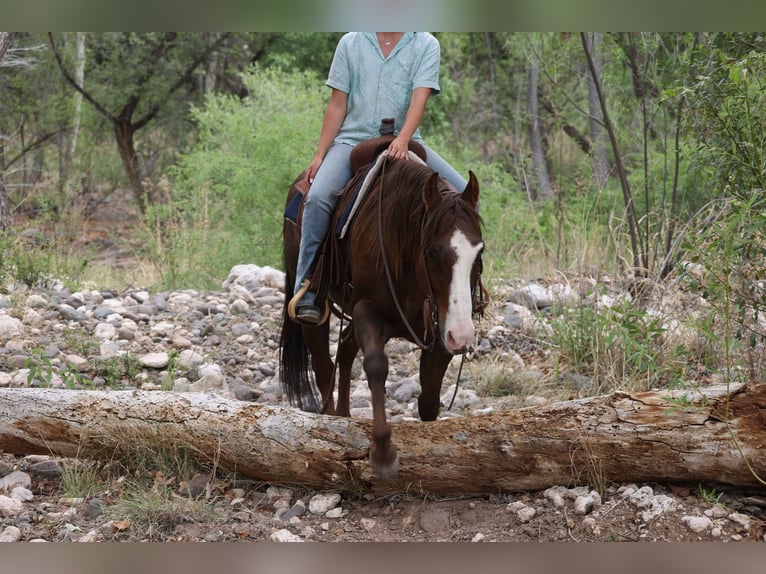 Paint Horse Caballo castrado 10 años 152 cm in Camp Verde, AZ
