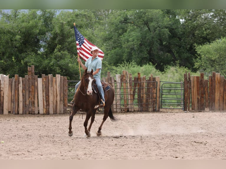 Paint Horse Caballo castrado 10 años 152 cm in Camp Verde, AZ