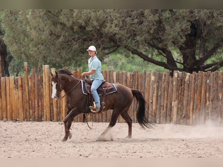 Paint Horse Caballo castrado 10 años 152 cm in Camp Verde, AZ