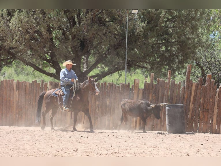 Paint Horse Caballo castrado 10 años 152 cm in Camp Verde, AZ
