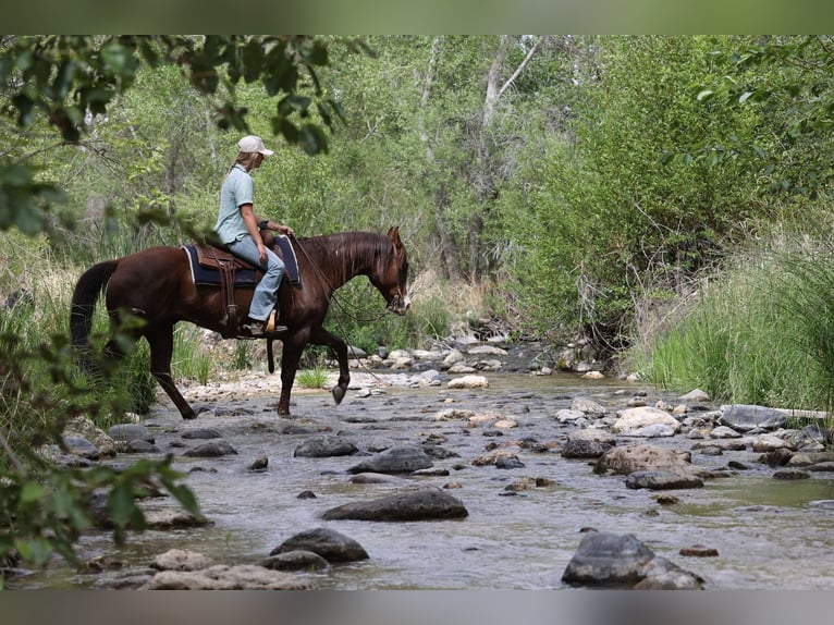 Paint Horse Caballo castrado 10 años 152 cm in Camp Verde, AZ