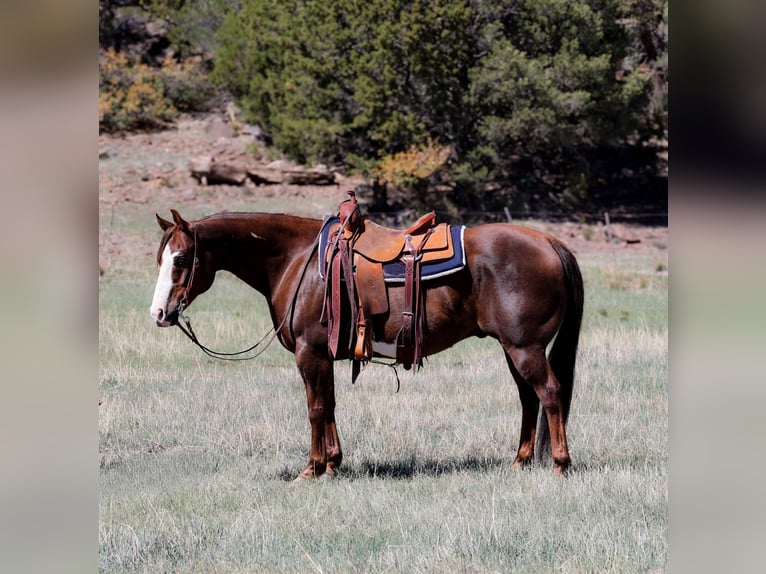 Paint Horse Caballo castrado 10 años 152 cm in Camp Verde, AZ