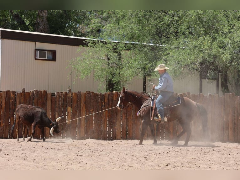 Paint Horse Caballo castrado 10 años 152 cm in Camp Verde, AZ