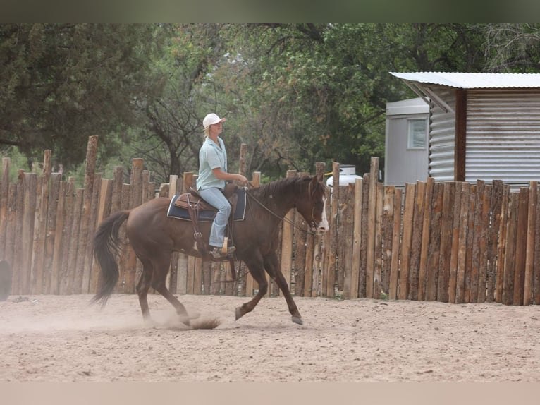 Paint Horse Caballo castrado 10 años 152 cm in Camp Verde, AZ
