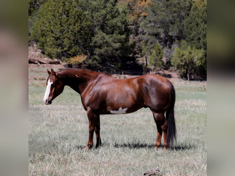 Paint Horse Caballo castrado 10 años 152 cm in Camp Verde, AZ