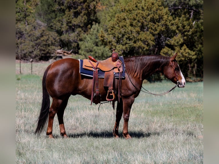 Paint Horse Caballo castrado 10 años 152 cm in Camp Verde, AZ