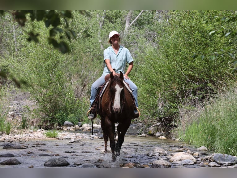 Paint Horse Caballo castrado 10 años 152 cm in Camp Verde, AZ