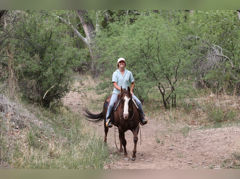 Paint Horse Caballo castrado 10 años 152 cm in Camp Verde, AZ