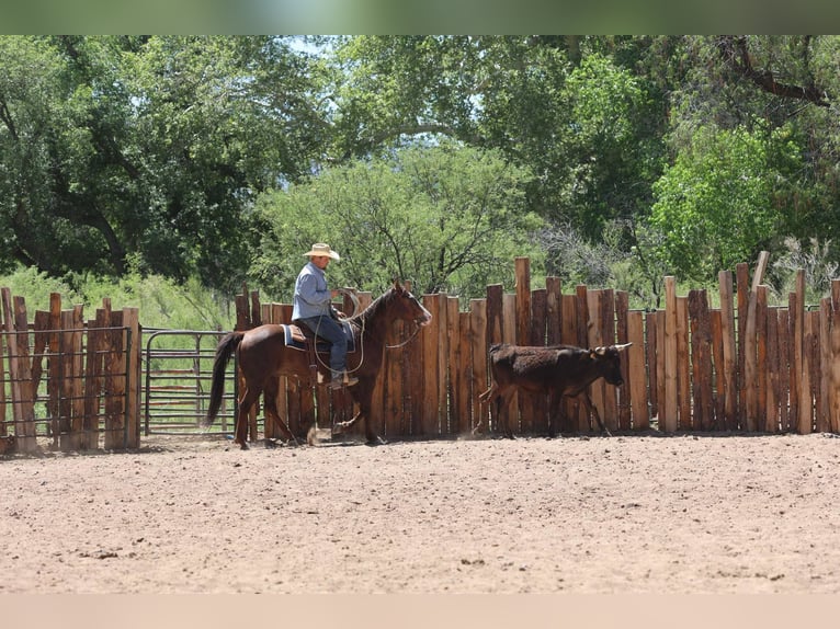 Paint Horse Caballo castrado 10 años 152 cm in Camp Verde, AZ