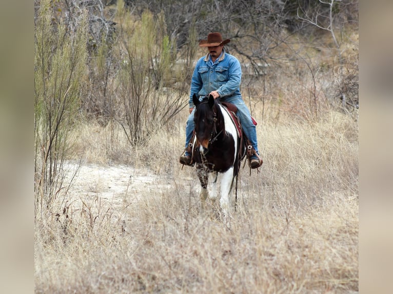 Paint Horse Caballo castrado 10 años 152 cm in Stephenville, TX