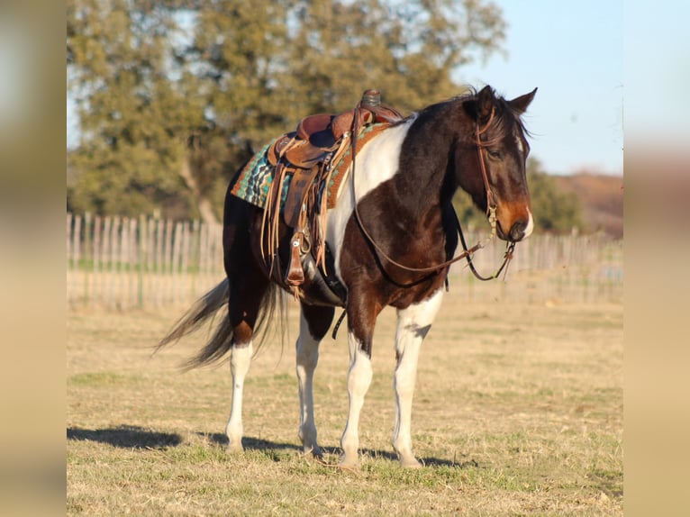 Paint Horse Caballo castrado 10 años 152 cm in Stephenville, TX