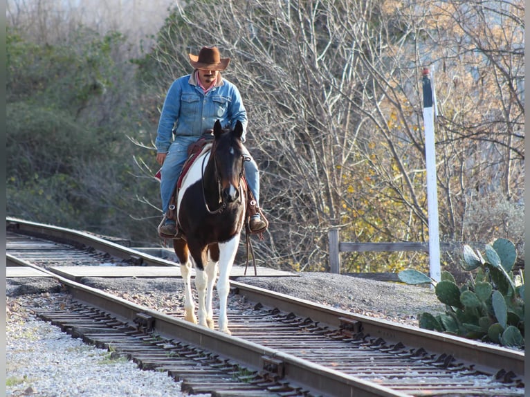 Paint Horse Caballo castrado 10 años 152 cm in Stephenville, TX