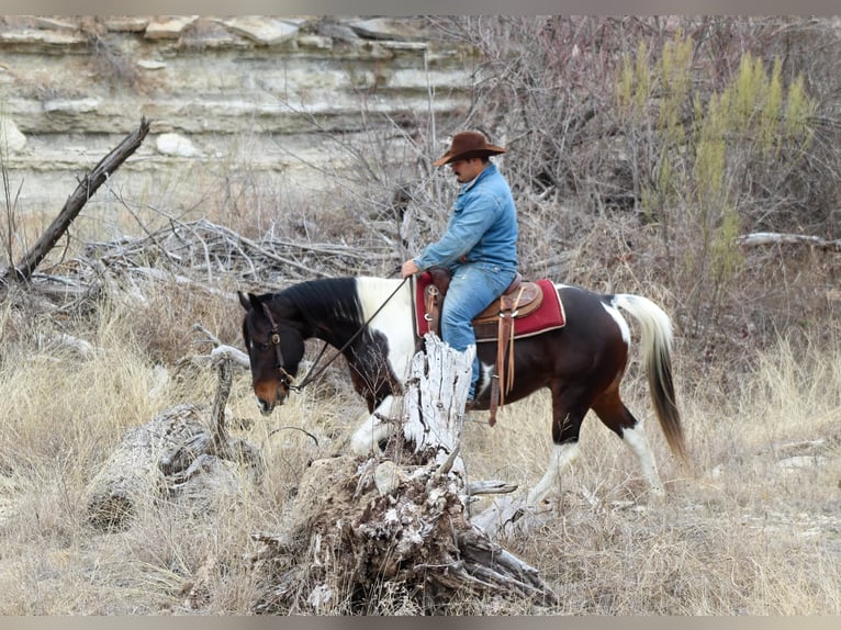 Paint Horse Caballo castrado 10 años 152 cm in Stephenville, TX