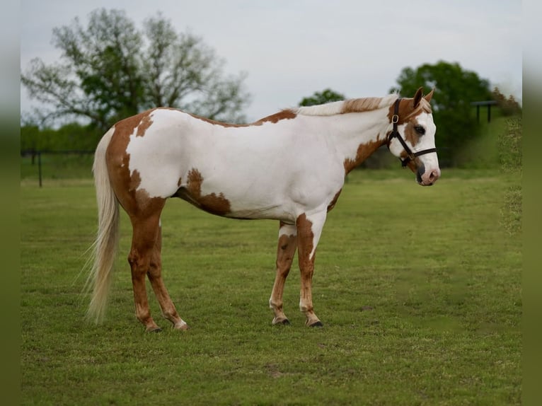 Paint Horse Caballo castrado 10 años 152 cm Pío in Pilot Point