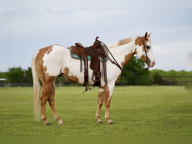 Paint Horse Caballo castrado 10 años 152 cm Pío in Pilot Point