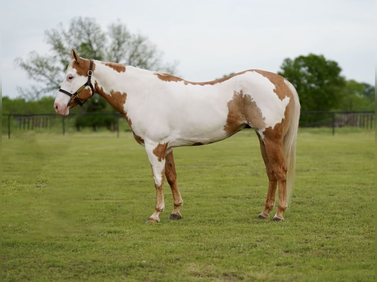 Paint Horse Caballo castrado 10 años 152 cm Pío in Pilot Point