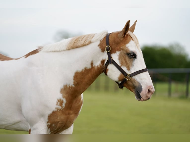 Paint Horse Caballo castrado 10 años 152 cm Pío in Pilot Point