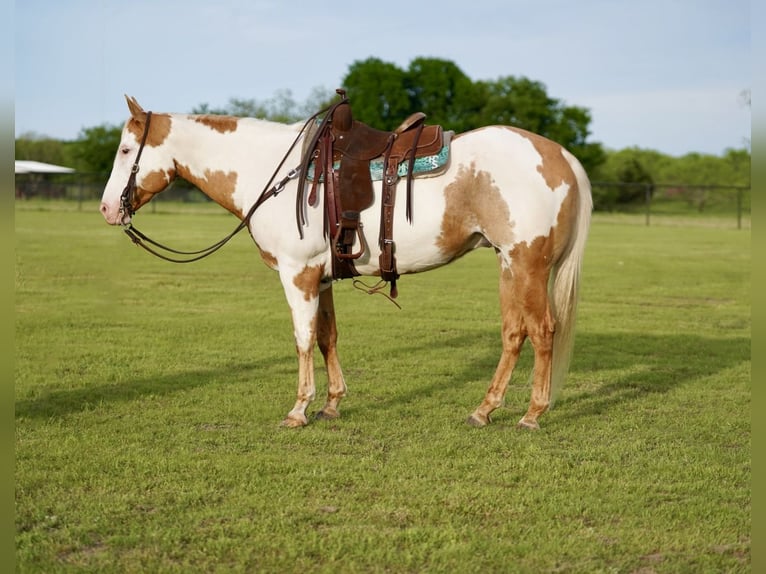 Paint Horse Caballo castrado 10 años 152 cm Pío in Pilot Point