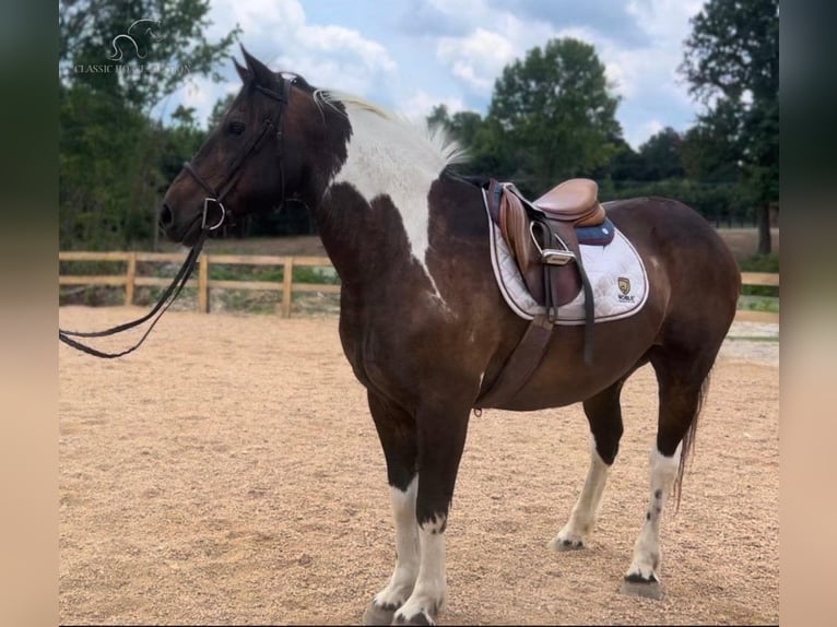 Paint Horse Caballo castrado 10 años 152 cm Tobiano-todas las-capas in Liberty, NC