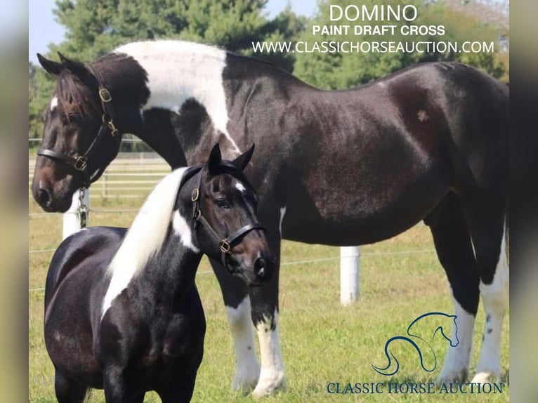 Paint Horse Caballo castrado 10 años 152 cm Tobiano-todas las-capas in Liberty, NC