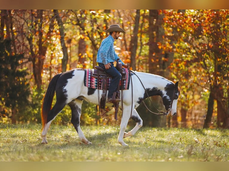 Paint Horse Caballo castrado 10 años 155 cm in Lyles, TN