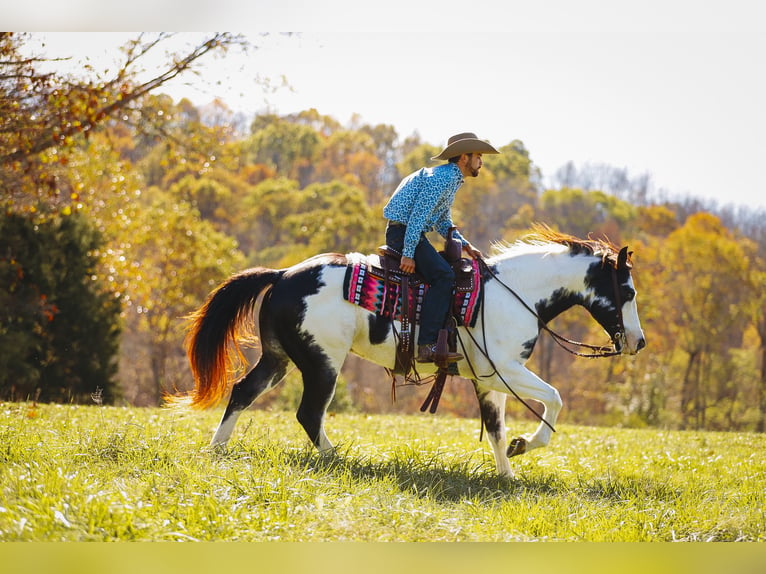 Paint Horse Caballo castrado 10 años 155 cm in Lyles, TN