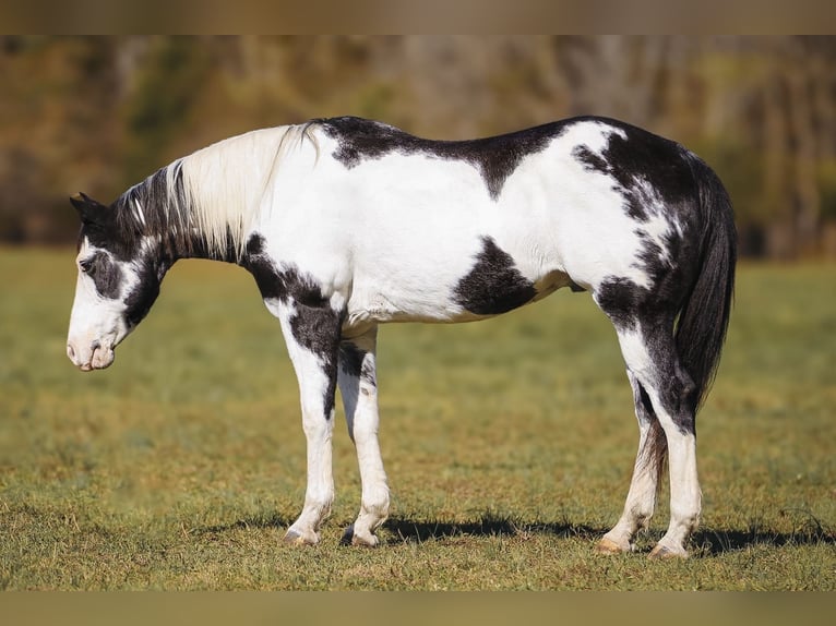 Paint Horse Caballo castrado 10 años 155 cm in Lyles, TN