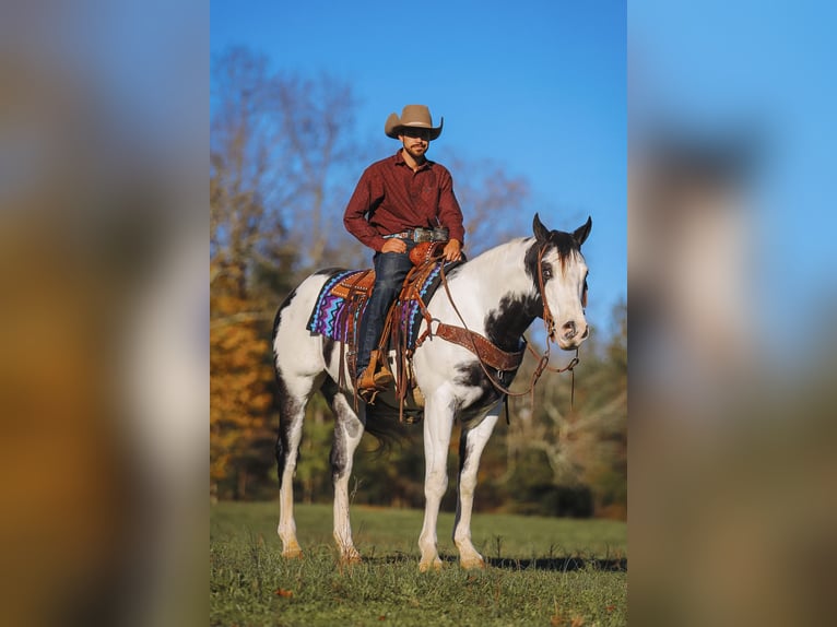 Paint Horse Caballo castrado 10 años 155 cm in Lyles, TN