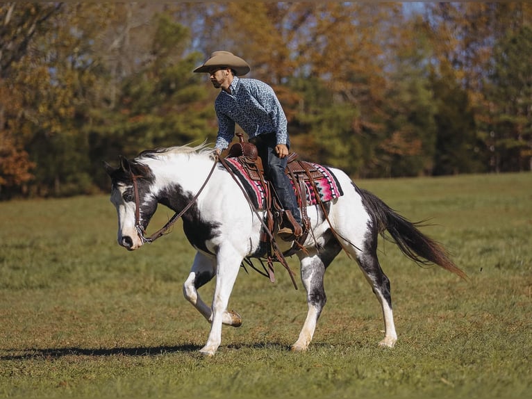 Paint Horse Caballo castrado 10 años 155 cm in Lyles, TN