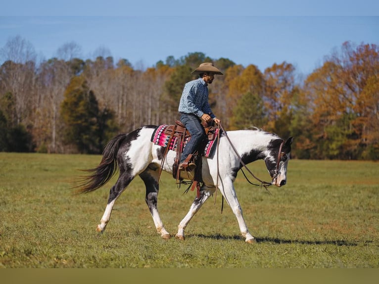 Paint Horse Caballo castrado 10 años 155 cm in Lyles, TN