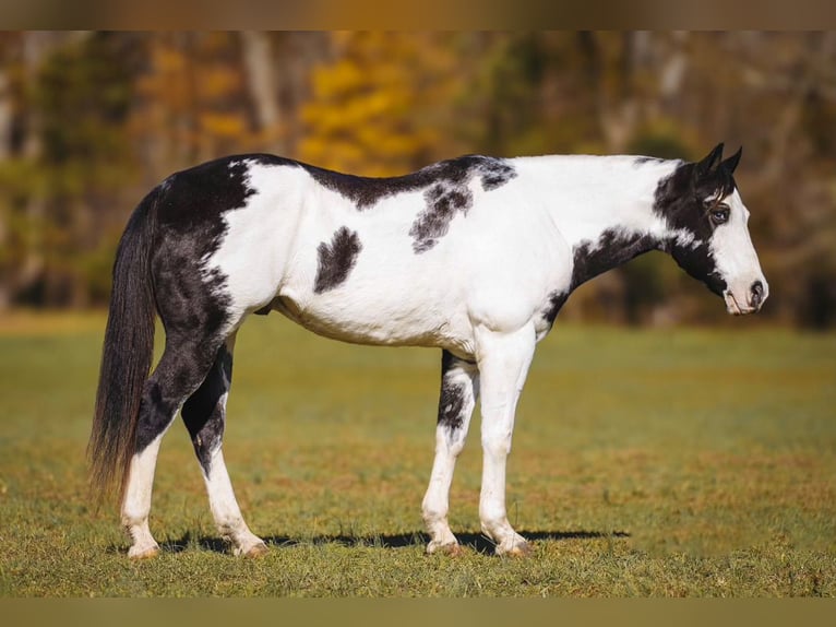 Paint Horse Caballo castrado 10 años 155 cm in Lyles, TN