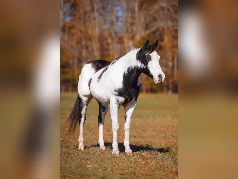 Paint Horse Caballo castrado 10 años 155 cm in Lyles, TN