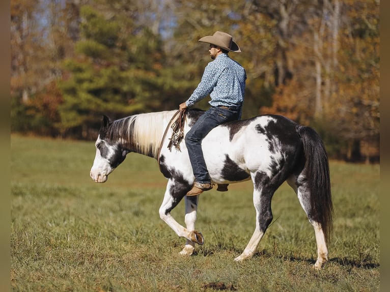 Paint Horse Caballo castrado 10 años 155 cm in Lyles, TN