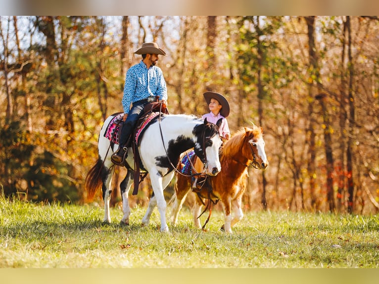 Paint Horse Caballo castrado 10 años 155 cm in Lyles, TN