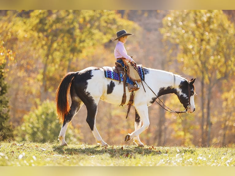 Paint Horse Caballo castrado 10 años 155 cm in Lyles, TN