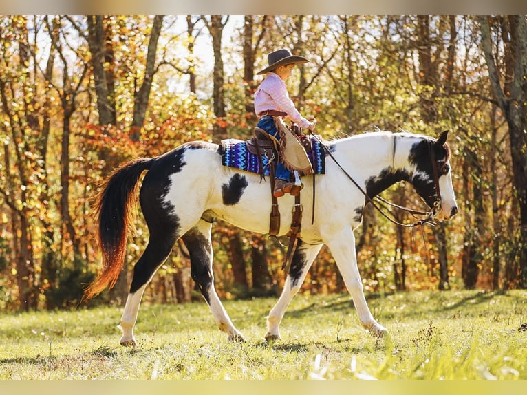 Paint Horse Caballo castrado 10 años 155 cm in Lyles, TN