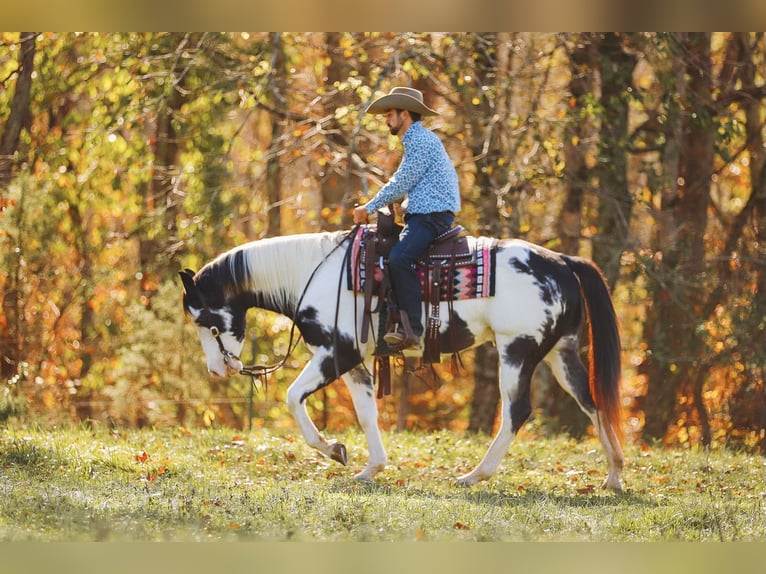 Paint Horse Caballo castrado 10 años 155 cm in Lyles, TN