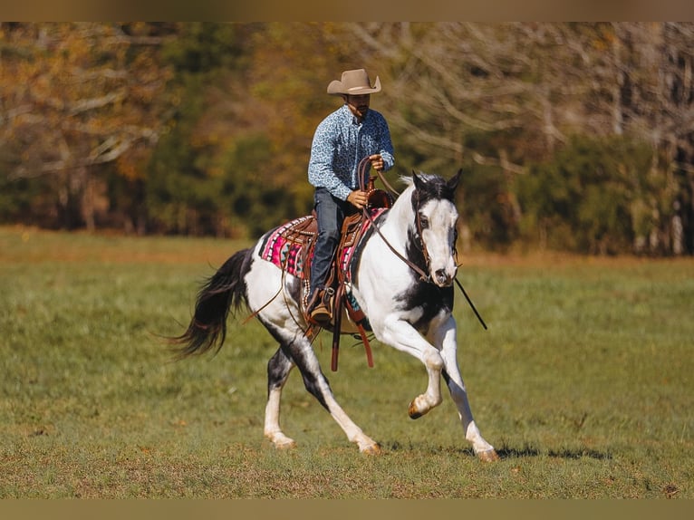 Paint Horse Caballo castrado 10 años 155 cm in Lyles, TN