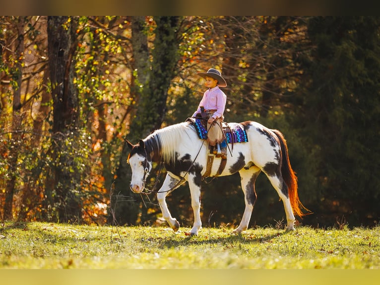 Paint Horse Caballo castrado 10 años 155 cm in Lyles, TN