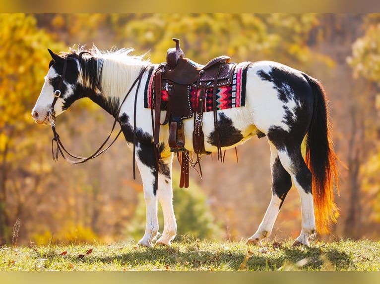 Paint Horse Caballo castrado 10 años 155 cm in Lyles, TN