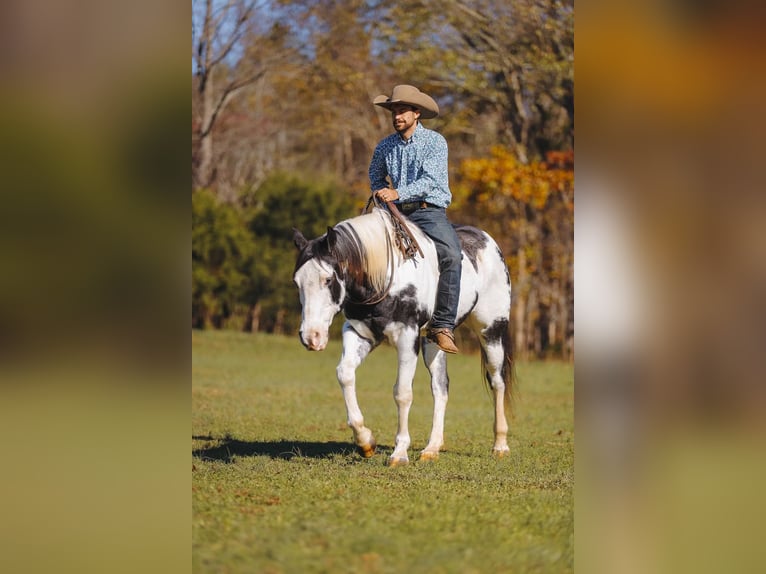 Paint Horse Caballo castrado 10 años 155 cm in Lyles, TN