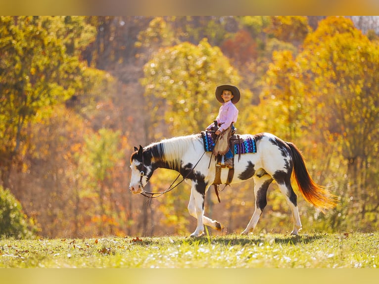 Paint Horse Caballo castrado 10 años 155 cm in Lyles, TN