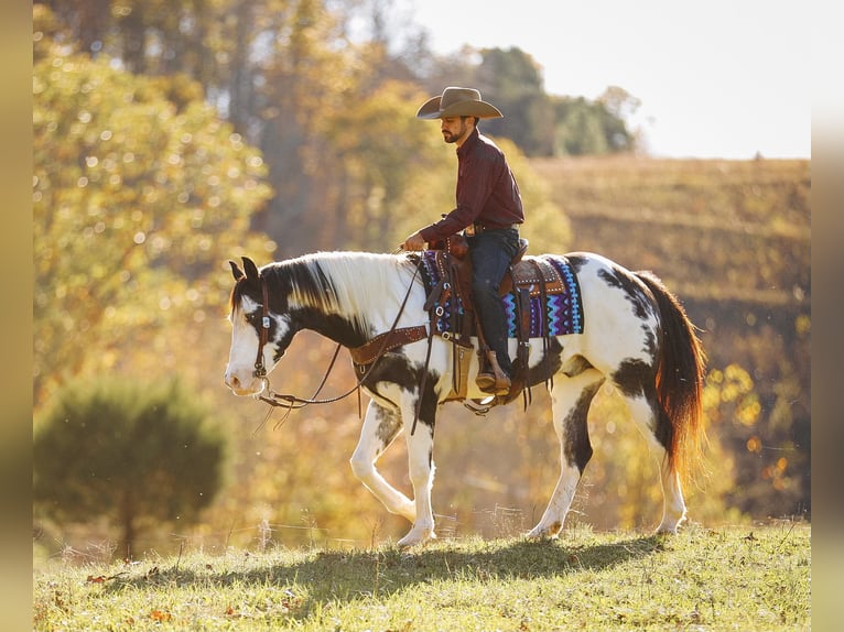 Paint Horse Caballo castrado 10 años 155 cm in Lyles, TN