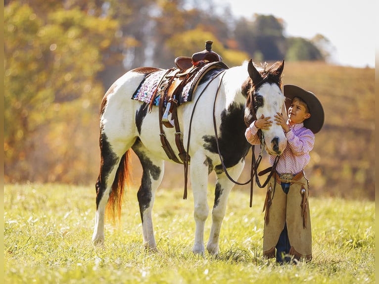 Paint Horse Caballo castrado 10 años 155 cm in Lyles, TN