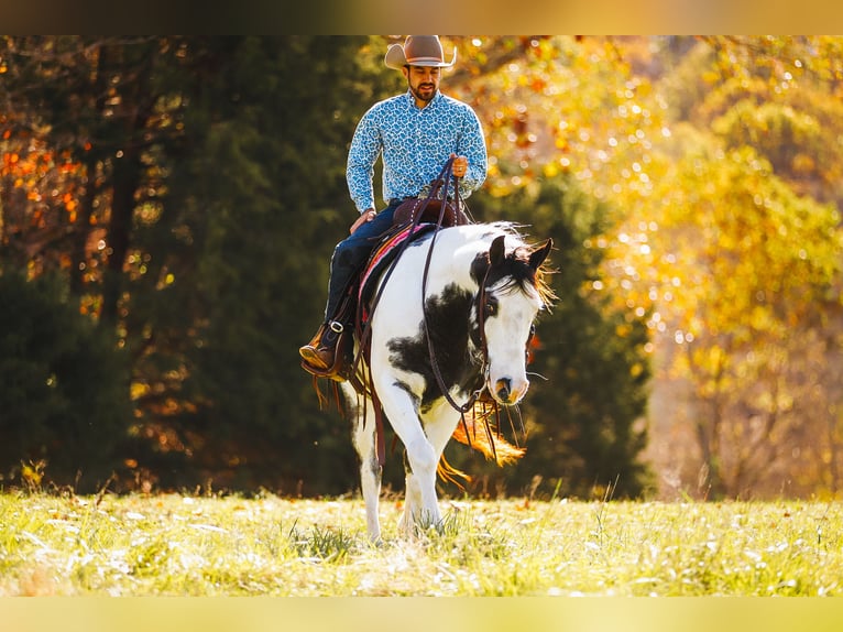 Paint Horse Caballo castrado 10 años 155 cm in Lyles, TN