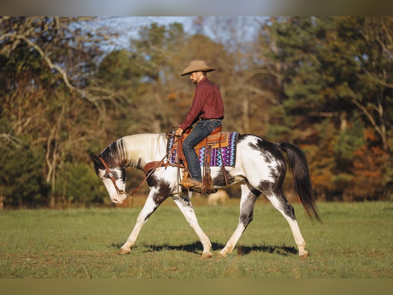 Paint Horse Caballo castrado 10 años 155 cm in Lyles, TN