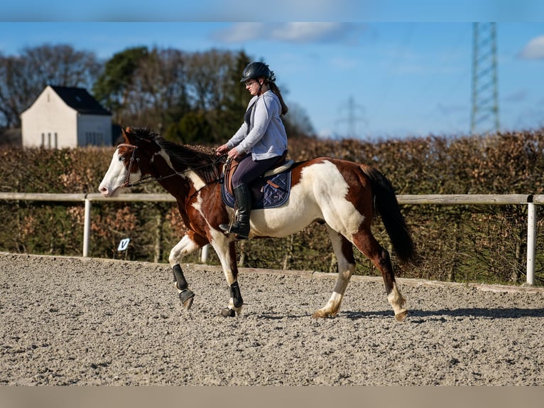 Paint Horse Caballo castrado 10 años 155 cm Overo-todas las-capas in Neustadt (Wied)